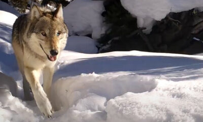 La « reine des loups » de Yellowstone tuée par une meute rivale après 11 ans de vie et 10 portées de louveteaux