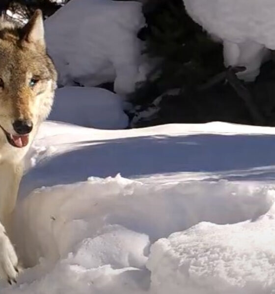 La « reine des loups » de Yellowstone tuée par une meute rivale après 11 ans de vie et 10 portées de louveteaux