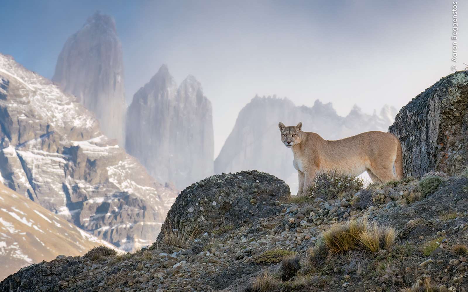 Voici les 10 des plus belles images du monde sauvage en 2024 choisies par le public !