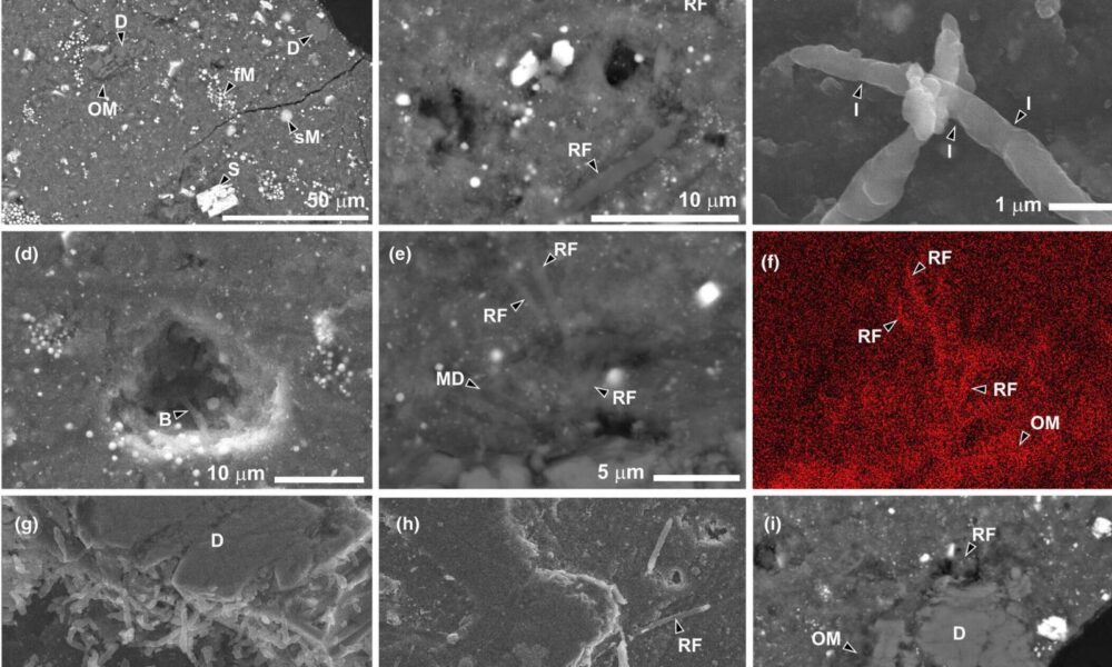 Astéroïde Ryugu : la vie terrestre envahit un échantillon malgré un contrôle extrême