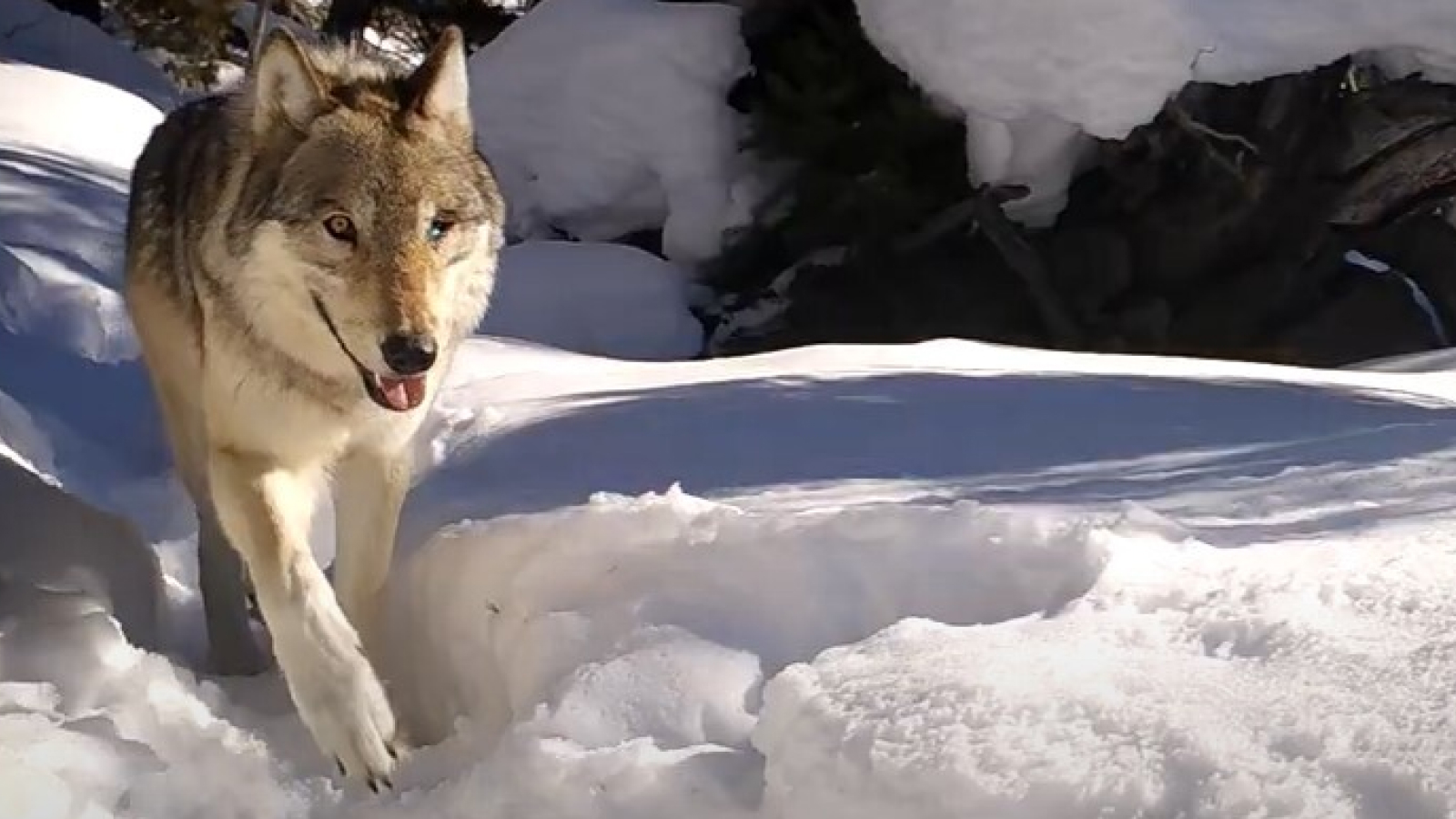 science Une louve borgne marchant sur une épaisse couche neigeuse près d'une caméra installée sur un sentier.